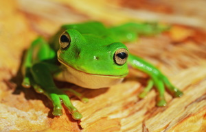 Citizen Scientists Huge Help In Creating Australian Frog Atlas Reveals True Distributions Of Our Frogs