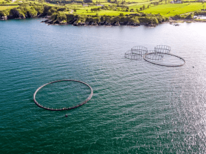 Ireland Launches New Online Aquaculture Management System