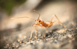 Ants Underground Help NASA Scientists Discover Snow Depths On Earth
