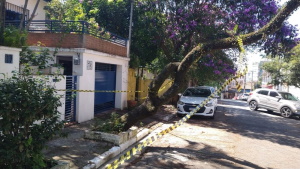 Risk Of Urban Tree Falls In São Paulo Is Influenced By Building Height And Neighborhood Age, Study Shows