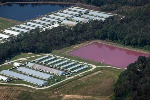 New EWG Research Finds Many North Carolina Factory Farms Are At Risk Of Flooding