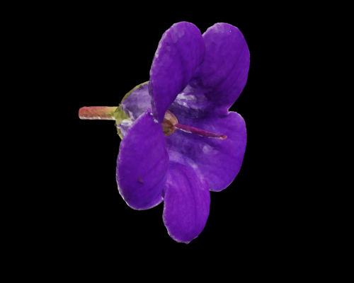 Understand The Dimensions Of A Flower In Specialized 3D Models