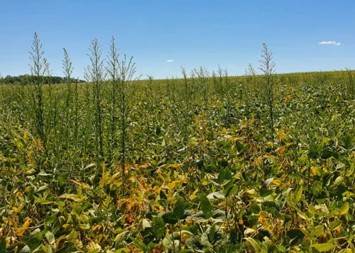 Estudo Nacional Mostra Panorama Da Resistência De Plantas Daninhas A Herbicida