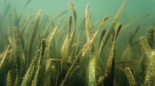 Scientists Use AI To Learn Extent Of Seagrass Scarring