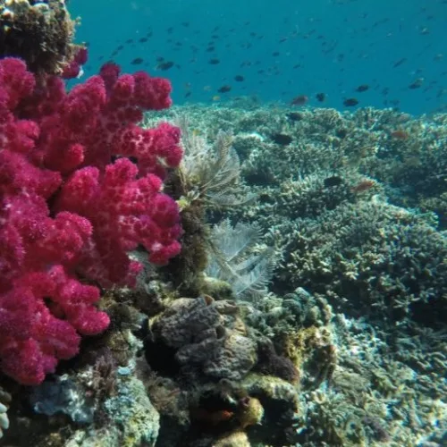 Indonesia Opens Its ‘Ocean Account’ For Sustainable Marine Management