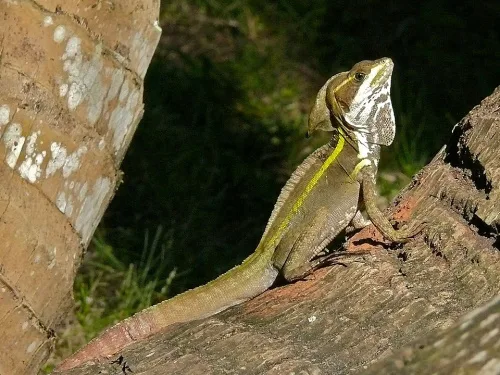 Scientists Want Help Finding These ‘Jesus’ Lizards