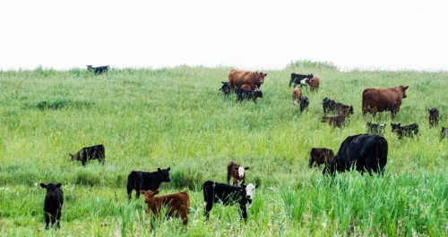 Cattle Country Manitoba’s Agricultural Crown Grazing Lands – Assessing Potential For Growing The Beef Industry