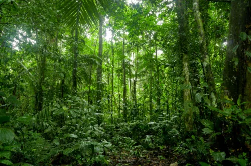Terras Indígenas Na Amazônia Brasileira Ajudam A Prevenir Doenças Causadas Por Queimadas, Diz Estudo