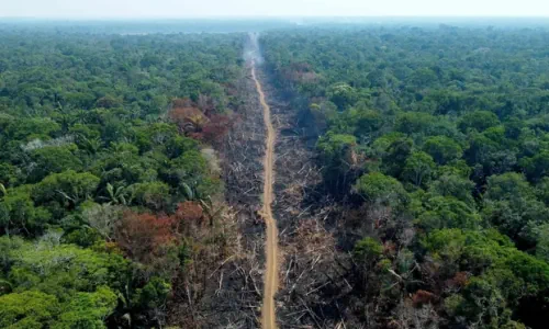 Could AI Save The Amazon Rainforest
