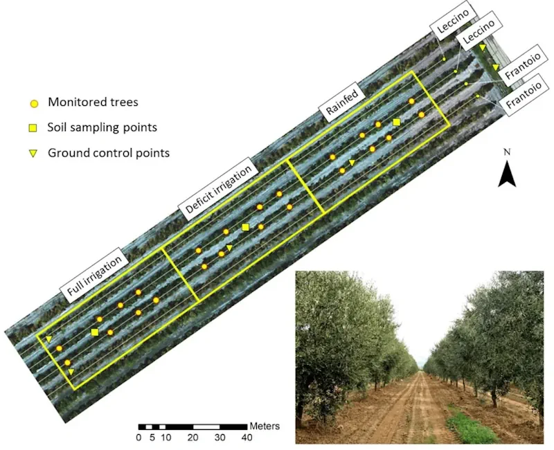 L'agricoltura Del Futuro L'uso Di Droni Per Un'irrigazione Più Sostenibile Negli Uliveti
