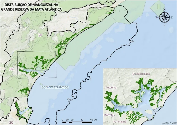 Mapeamento Identifica Conservação De Manguezais Da Grande Reserva Mata Atlântica