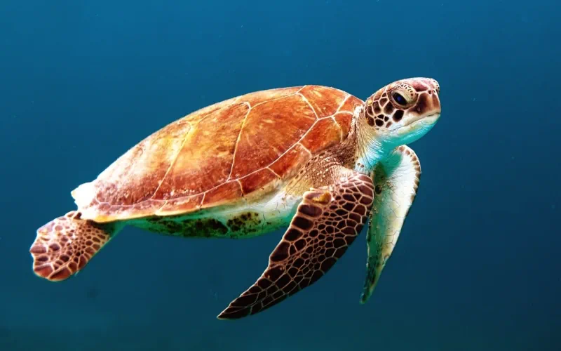 SAS Seeks Crowd-driven AI To Protect Endangered Sea Turtles In Galapagos