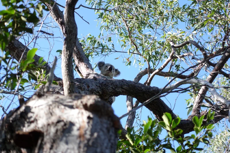 Researcher’s Giant Feat Defending Native Forest And Prime Koala Habitat