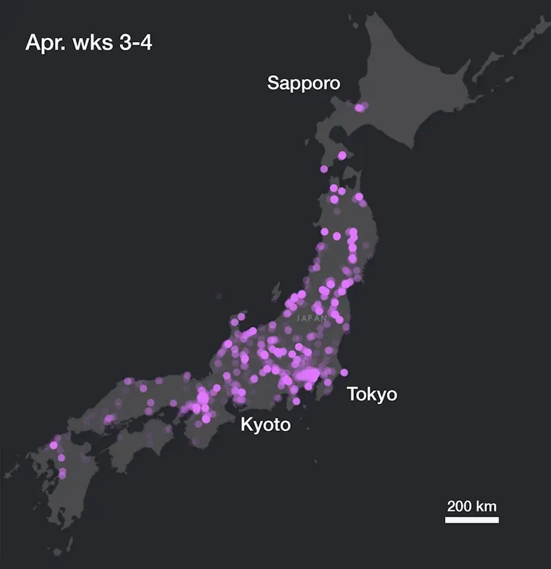 Social Media Snaps Map The Sweep Of Japan’s Cherry Blossom Season In Unprecedented Detail