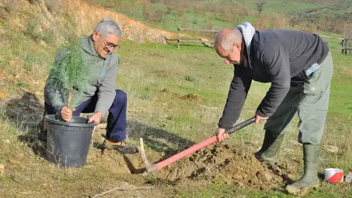 Un Proyecto Español Permitirá Saber Qué Árboles Plantar En Función Del Cambio Climático
