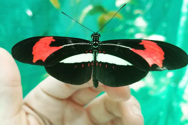 Butterflies Can Remember Where Things Are Over Sizeable Spaces, Study Finds