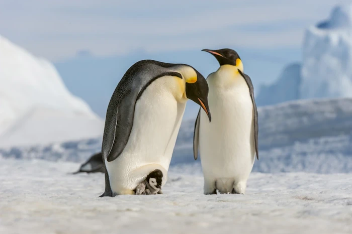 Some Emperor Penguin Sites Experienced 'Total Breeding Failure' Because Of Sea Ice Loss