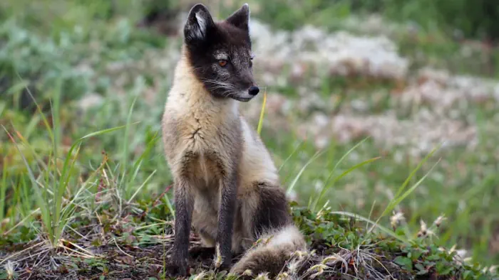 Spying On Arctic Foxes From Space Reveals The Species Have A Green Thumb Effect On Tundra