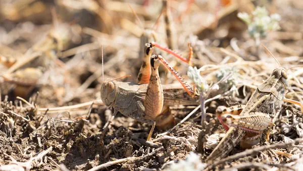 Satellites Detect Where Locust Infestations Begin