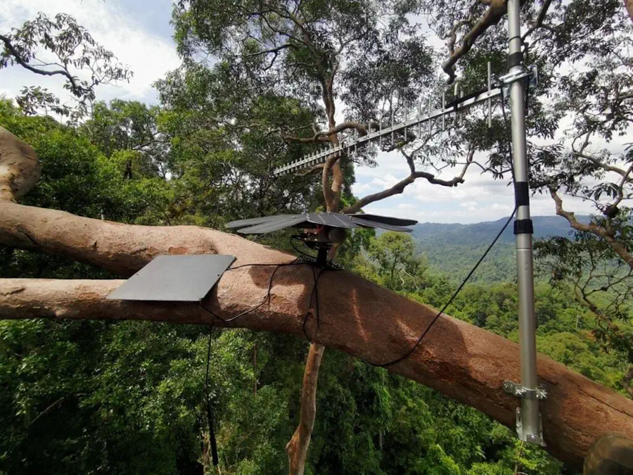From Forest-Listening To Advanced Remote Sensing, Can AI Turn The Tide On Deforestation